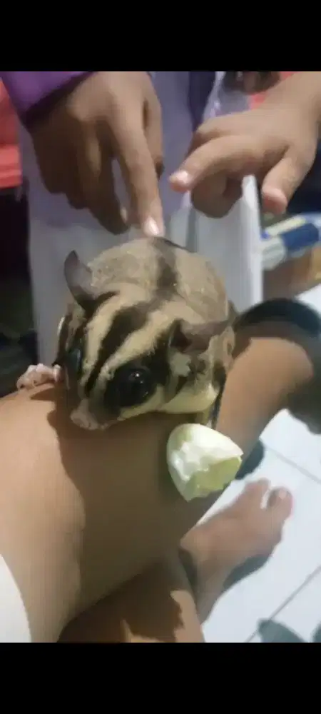 Sugar glider 1 pasang