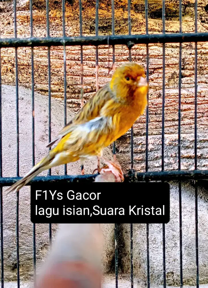 Kenari F1Ys Gacor