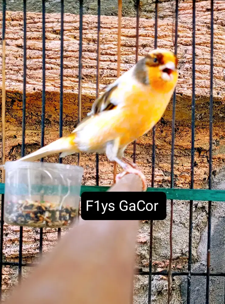 Kenari F1Ys Gacor