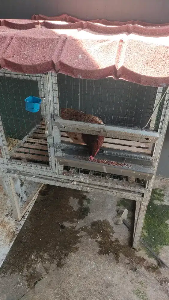 Jual Ayam kampung betina dan kandangnya