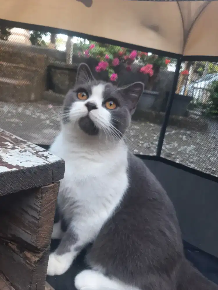 Kucing British Short Hair BSH