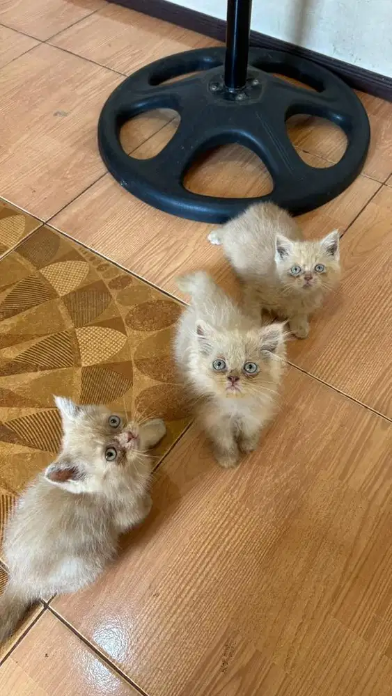 Kucing BSH mix Persia umur 2 bulan (Murah Meriah)