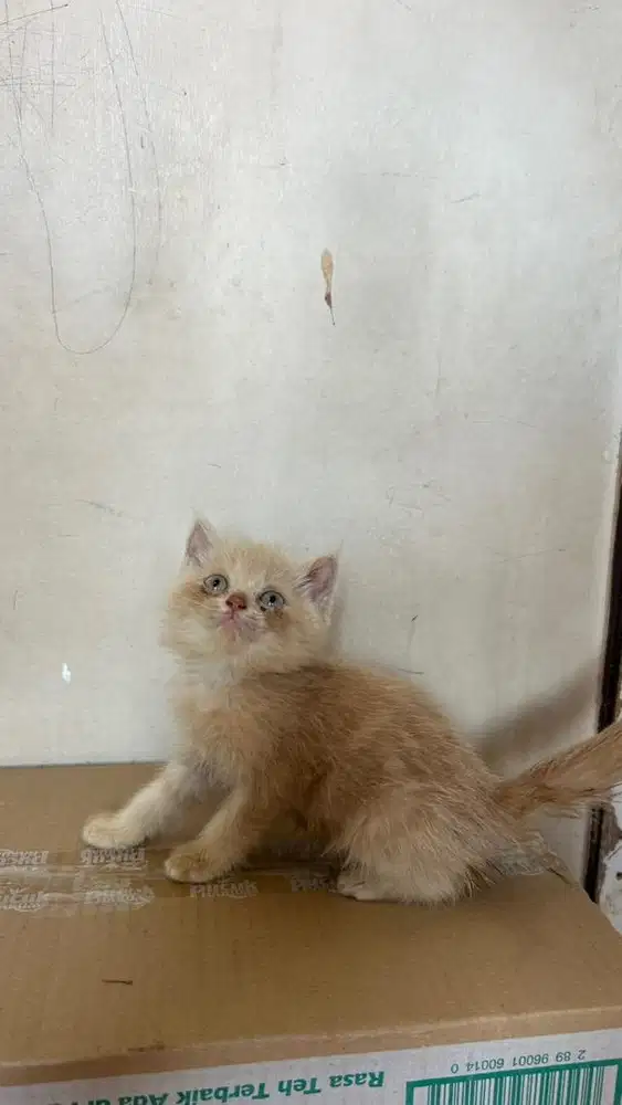 Kucing BSH Mix Persia umur 2 bulan