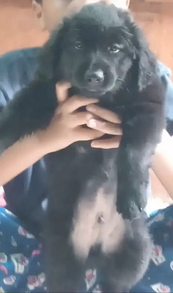 promooooo hari ni..anakan anjing puppy black golden retriever