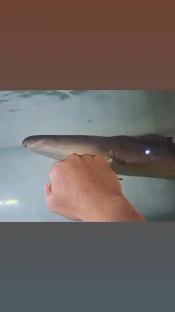 Ikan hias Aba aba knife fish jumbo 90cm