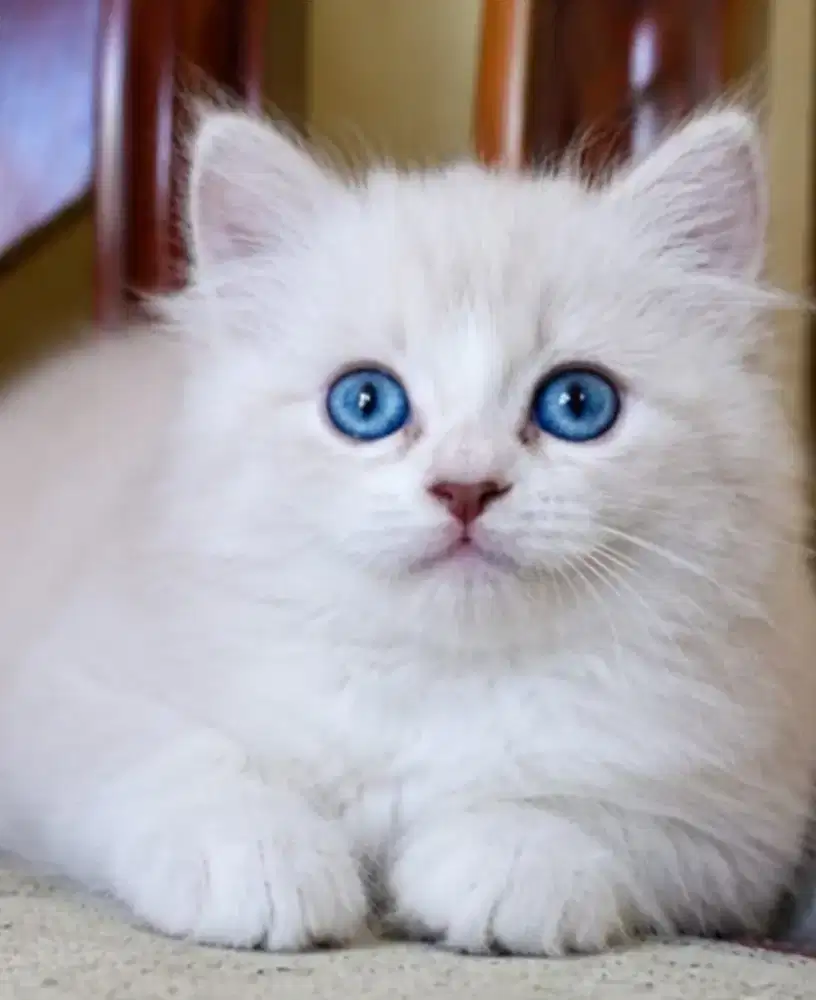 Ragdoll male 2,5 bulan