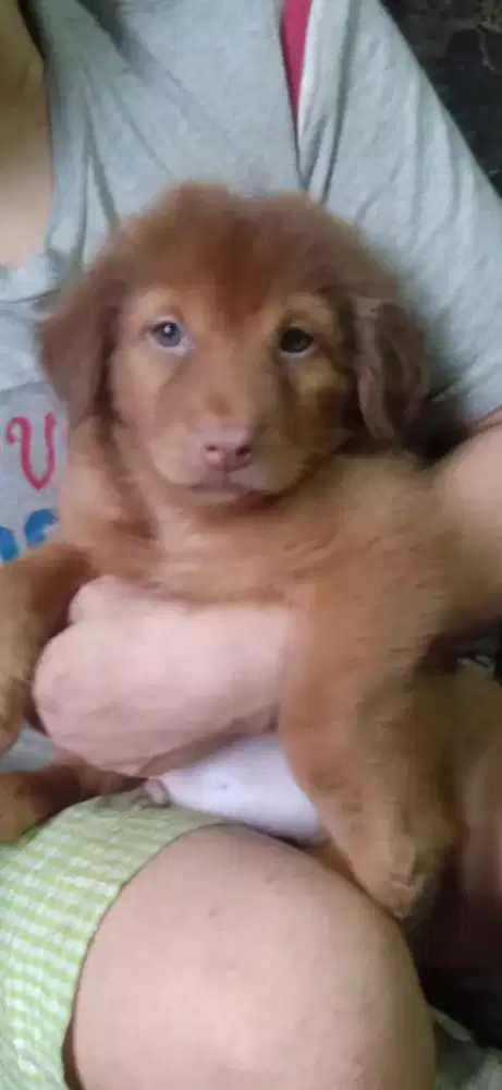 Anak anjing keturunan golden
