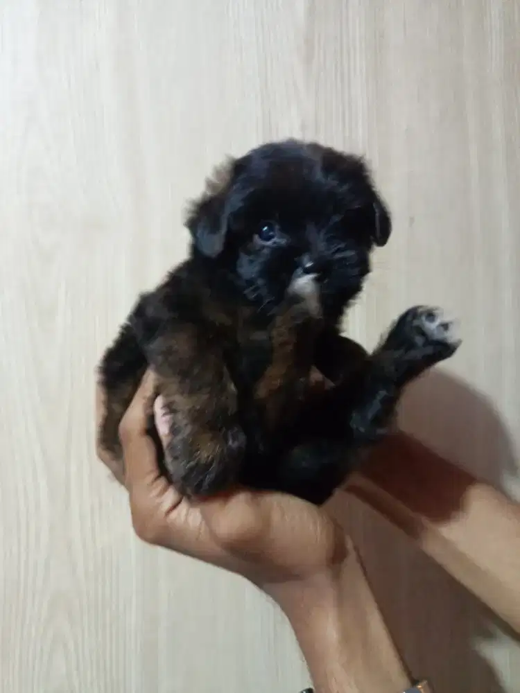 Poodle mix shitzhu