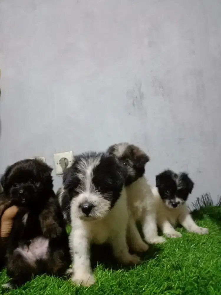Poodle mix shitzhu