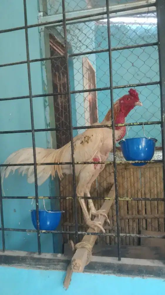 Ayam jago bangkok