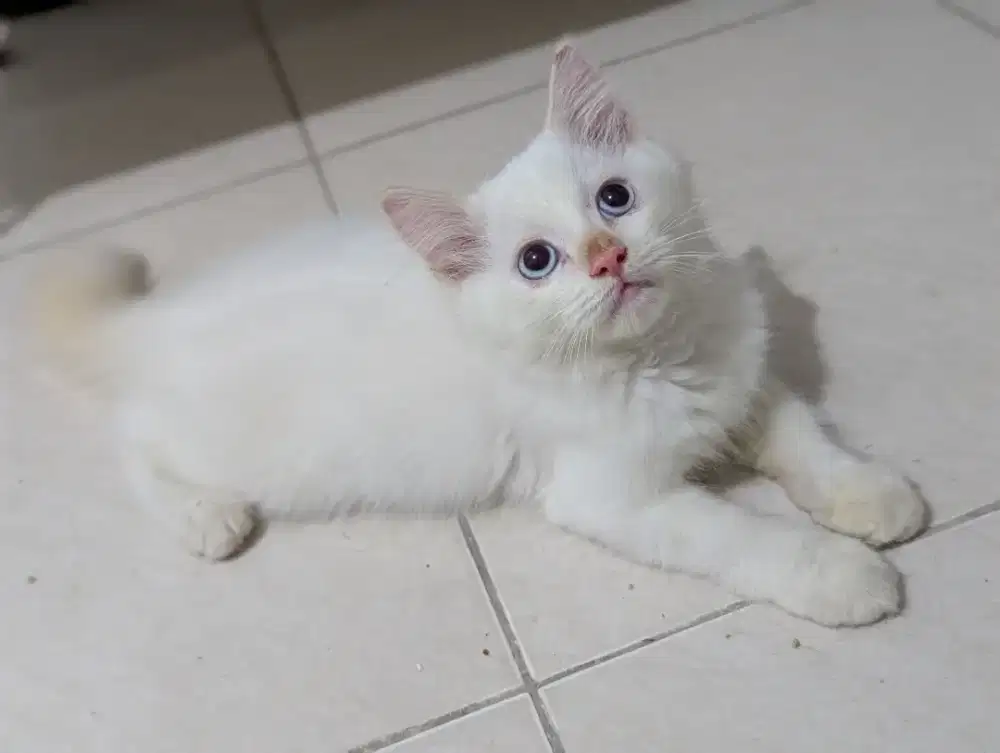 Open adopt ragdoll