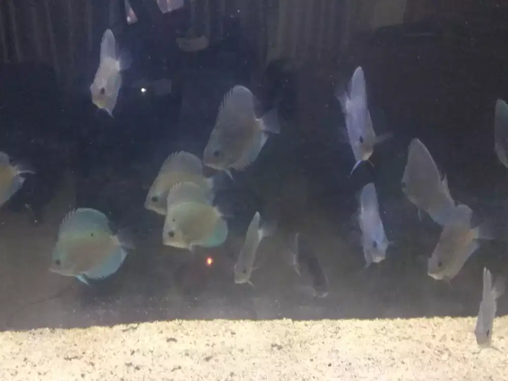 Ikan Discus 19 ekor