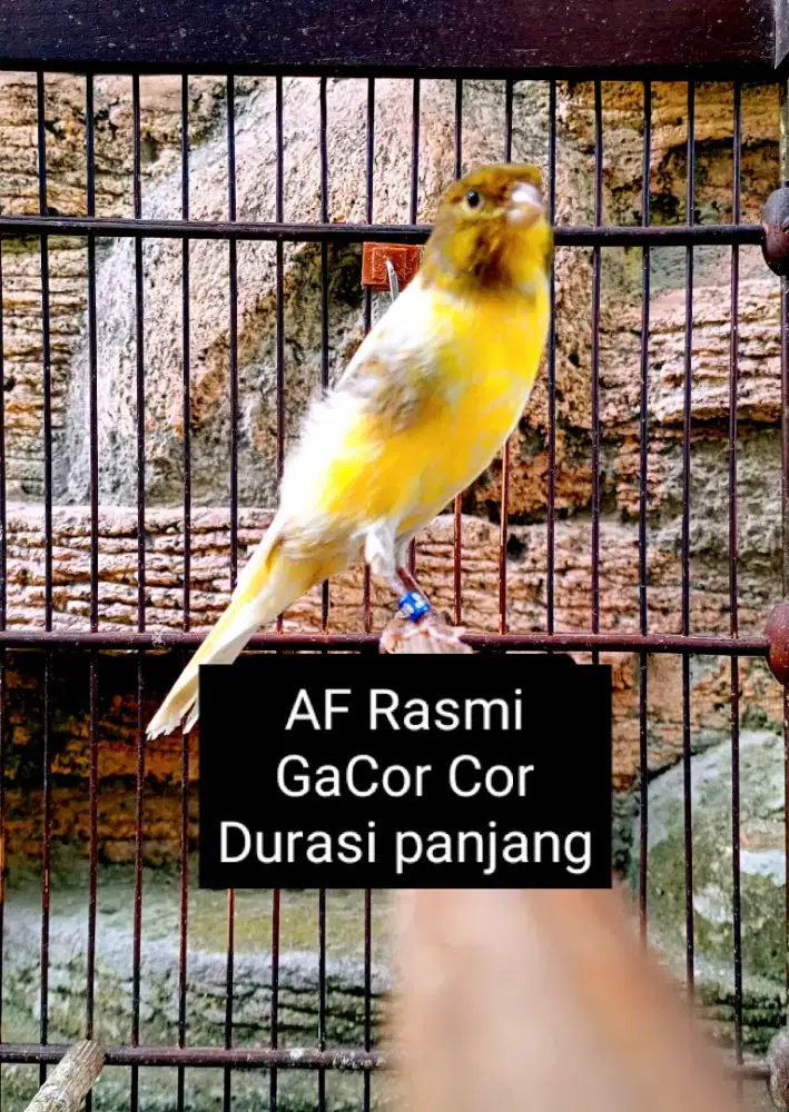 Kenari AF Gacor br'Kualitas Tinggi
