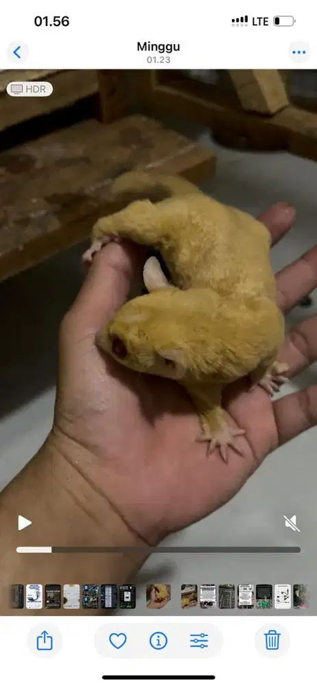 Creamino jantan