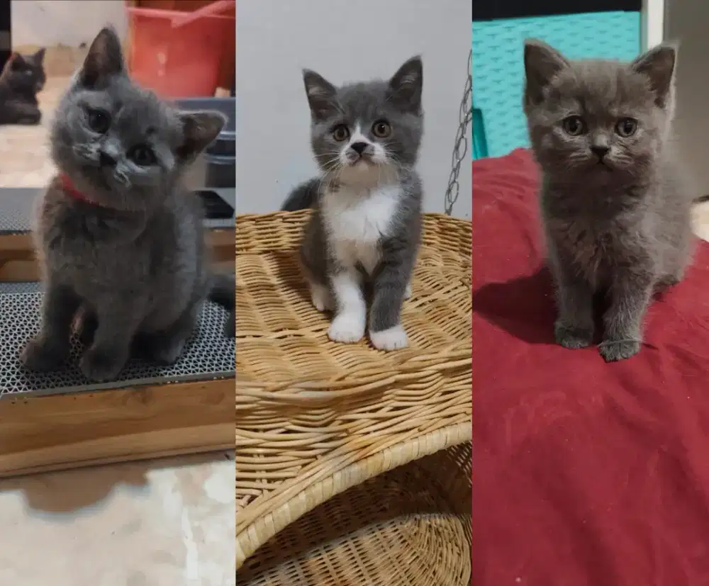 British shorthair