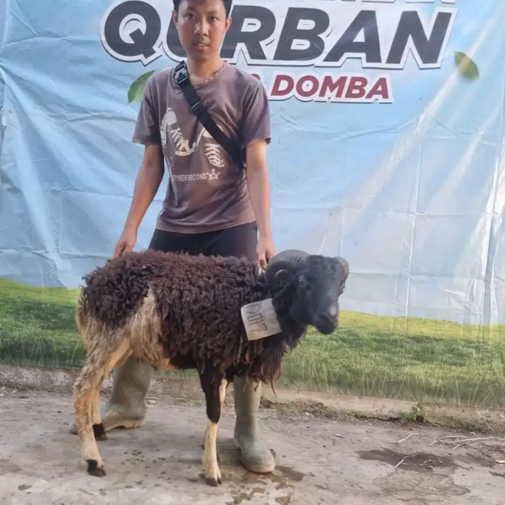 Hewan Qurban Murah