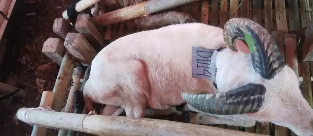 Hewan Qurban Murah