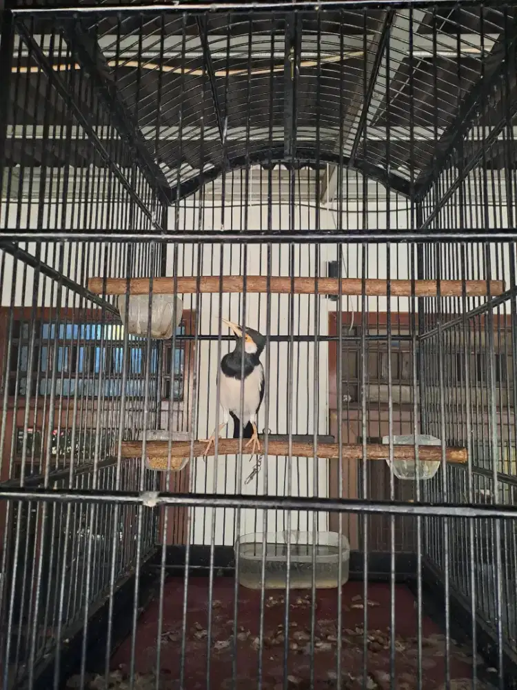 Jalak suren jawa gacor jinak