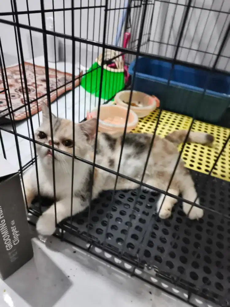 Munchkin exotic shorthair