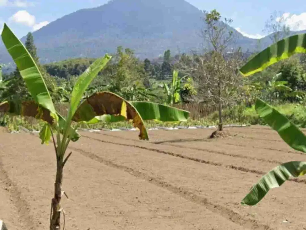 Tanah Kebun View Gunung di Baturiti dekat Bedugul Bali