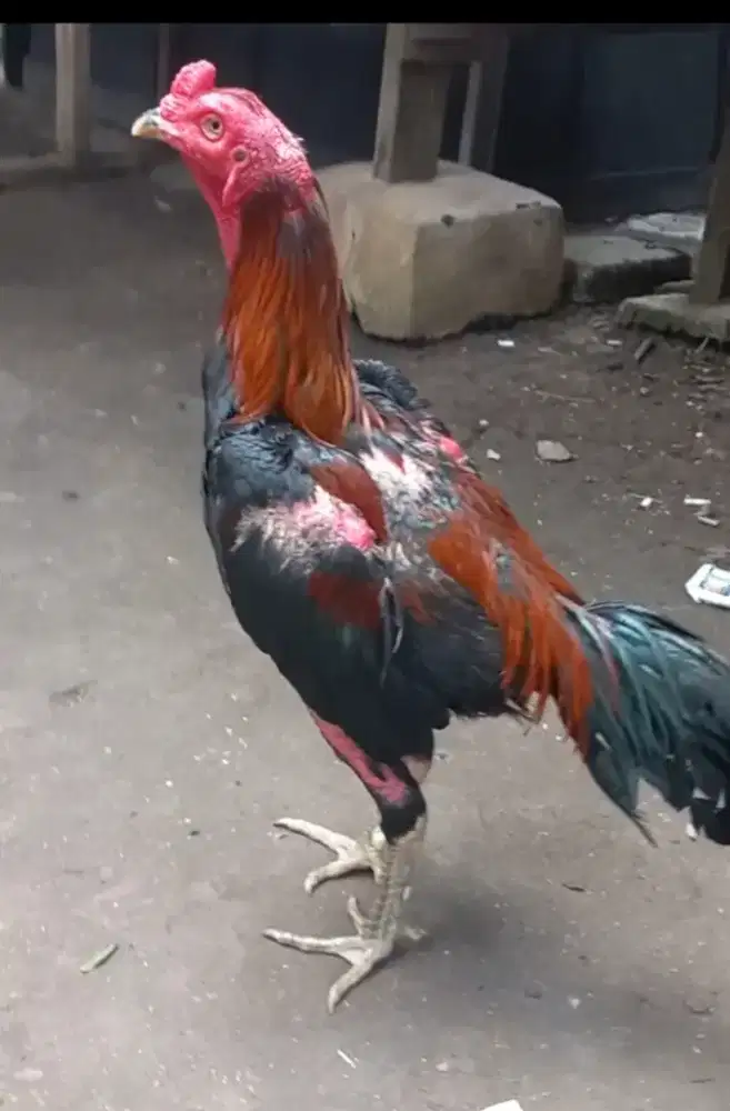 Ayam Bangkok Pakhoy F1 import (ada video)