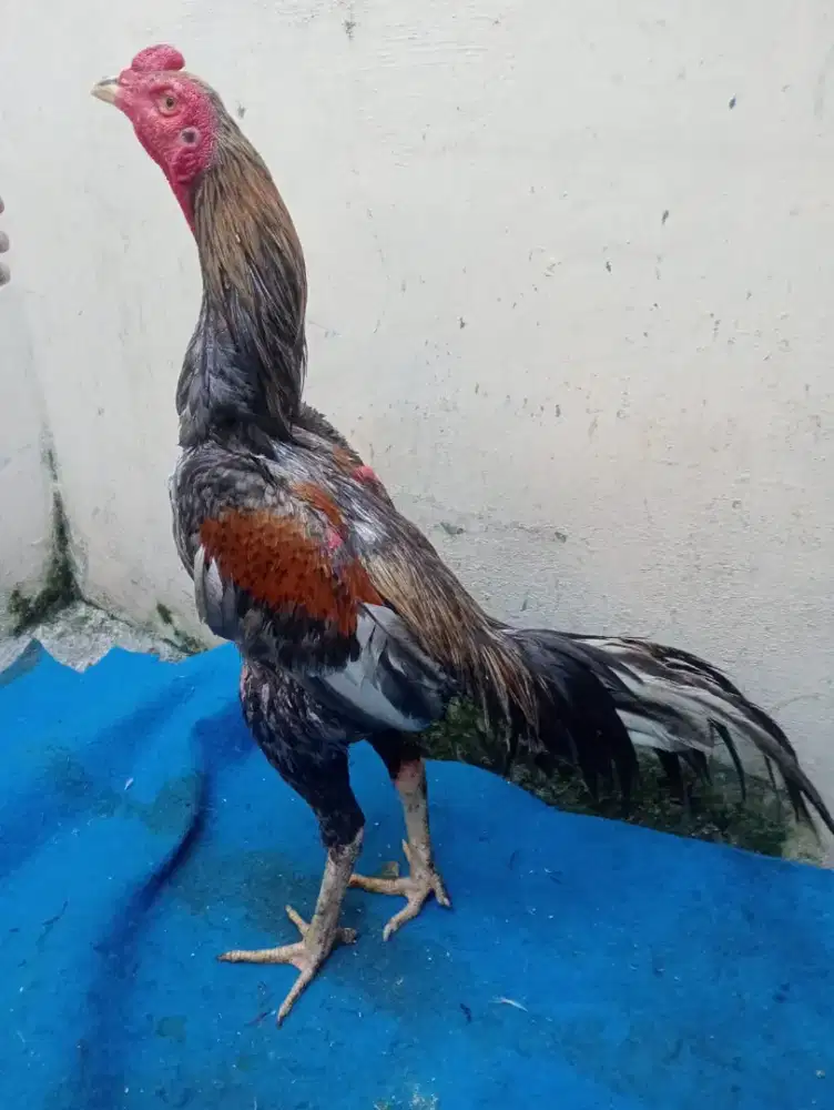 Ayam Betina Bangkok ukuran 5,5 win 1x