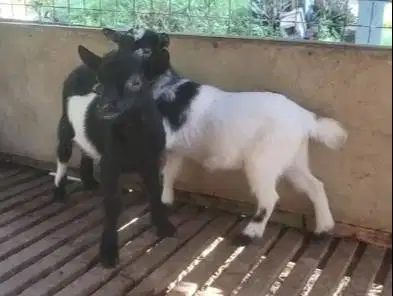 sepasang anakan kambing mini pygmi asli 4 bulan TB 30cm kerdil exotik