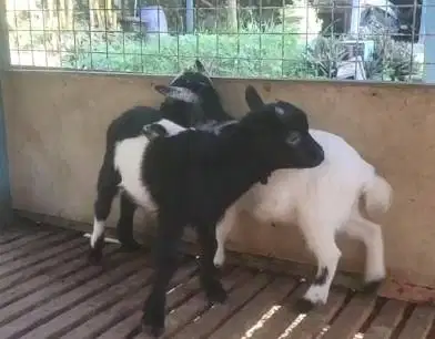 sepasang anakan kambing mini pygmi asli 4 bulan TB 30cm kerdil exotik