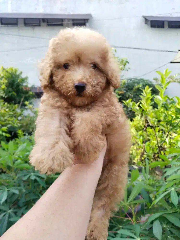 Anak anjing toy poodle