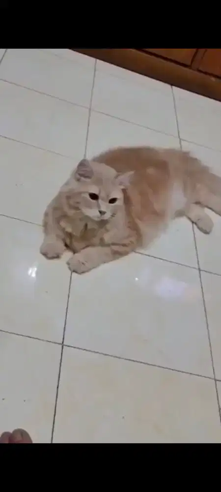 Kucing anggora sepasang