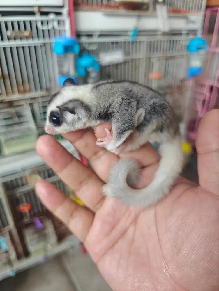 Sugar glider mozaic ring tail