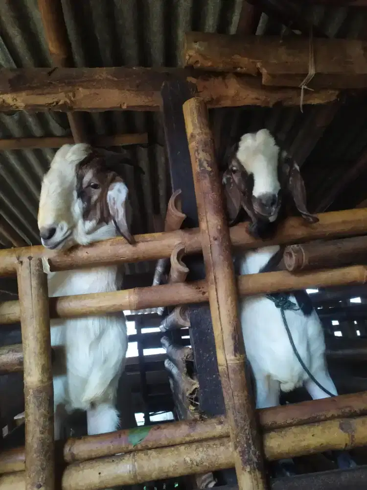 Kambing Untuk Qurban