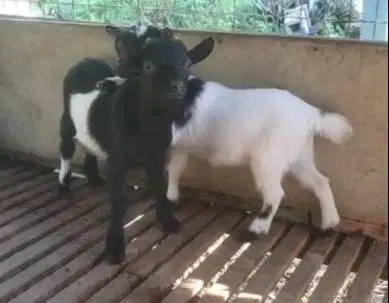 sepasang anakan kambing mini pygmi 4 bulan TB 30cm exotik geumesuin ok