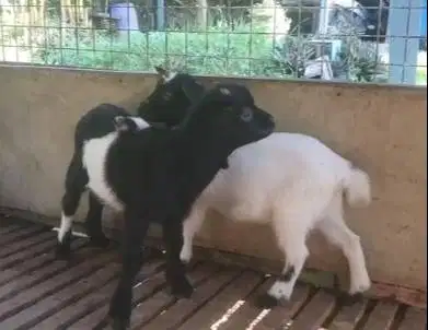 sepasang anakan kambing mini pygmi 4 bulan TB 30cm exotik geumesuin ok