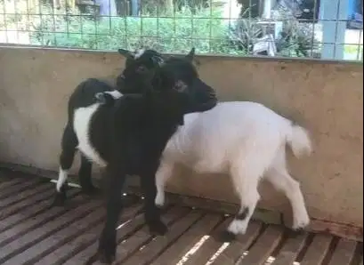 sepasang anakan kambing mini pygmi 4 bulan TB 30cm asli ori exotik top
