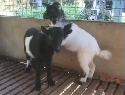 sepasang anakan kambing mini pygmi 4 bulan TB 30cm asli ori exotik top