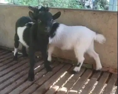 sepasang anakan kambing mini pygmi 4 bln asli ori TB 30cm exotik unik
