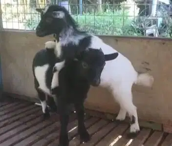 sepasang anakan kambing mini pygmi 4 bln asli ori TB 30cm exotik unik