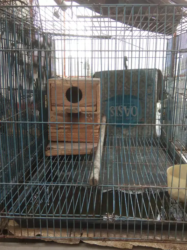 Kandang kotak besi
