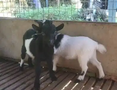 sepasang anakan kambing mini pygmi asli FB 4 bln TB 30cm exotik gemes