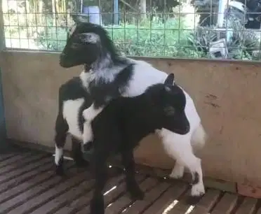 sepasang anakan kambing mini pygmi asli FB 4 bln TB 30cm exotik gemes