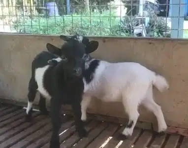 sepasang anakan kambing mini pygmi TB 30cm 4 bln exotik unik asli ori