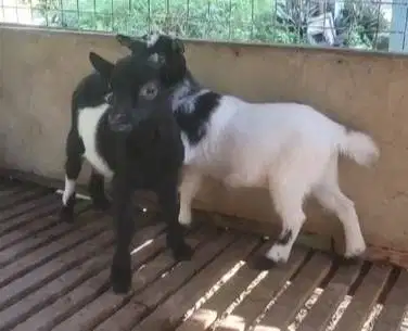 sepasang anakan kambing mini pygmi TB 30cm 4 bln exotik unik asli ori