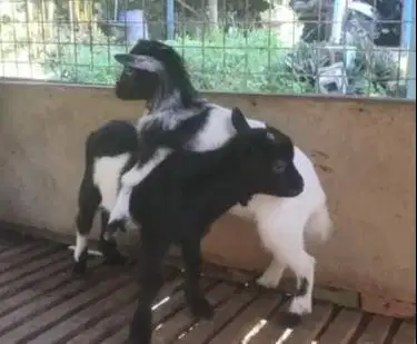 sepasang anakan kambing pygmi asli TB 30cm 4 bln exotik ori kerdil top