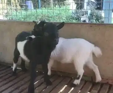 sepasang anakan kambing pygmi asli TB 30cm 4 bln exotik ori kerdil top