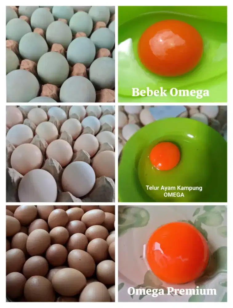 Telur Omega Kampung-Premium-Bebek