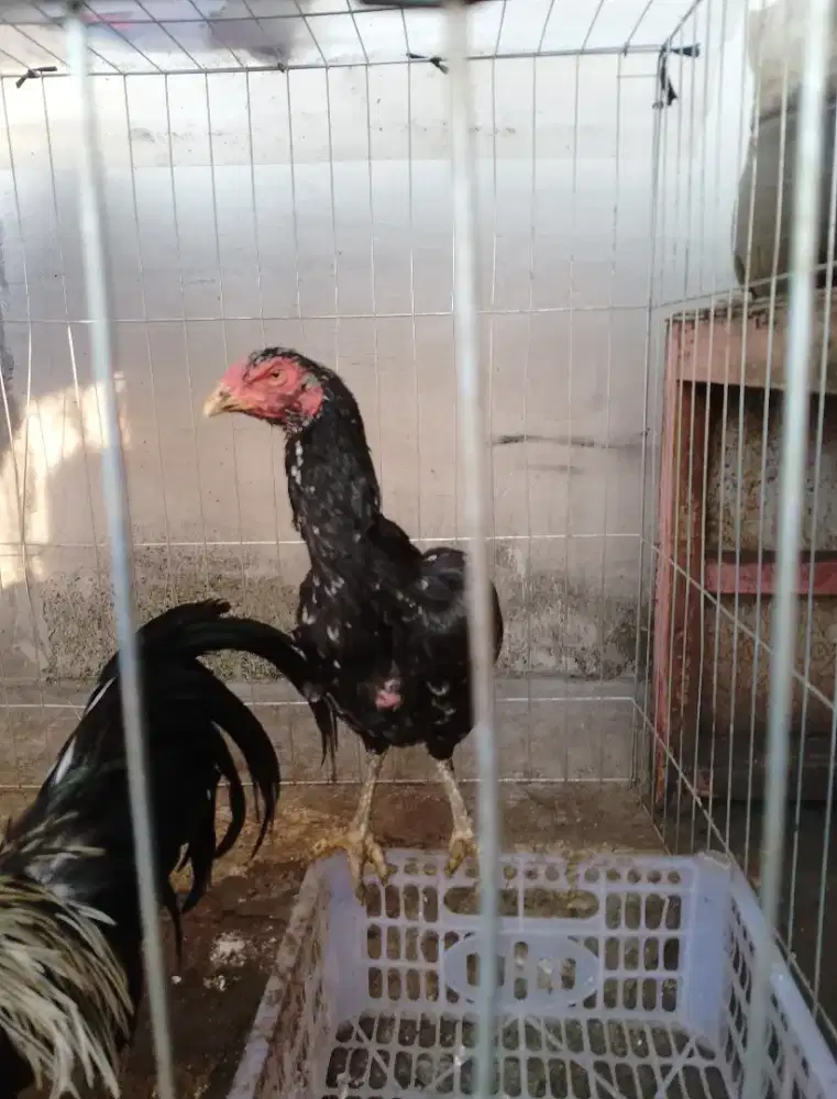 Ayam betina bangkok