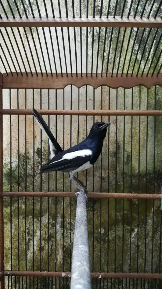 Jual burung kacer