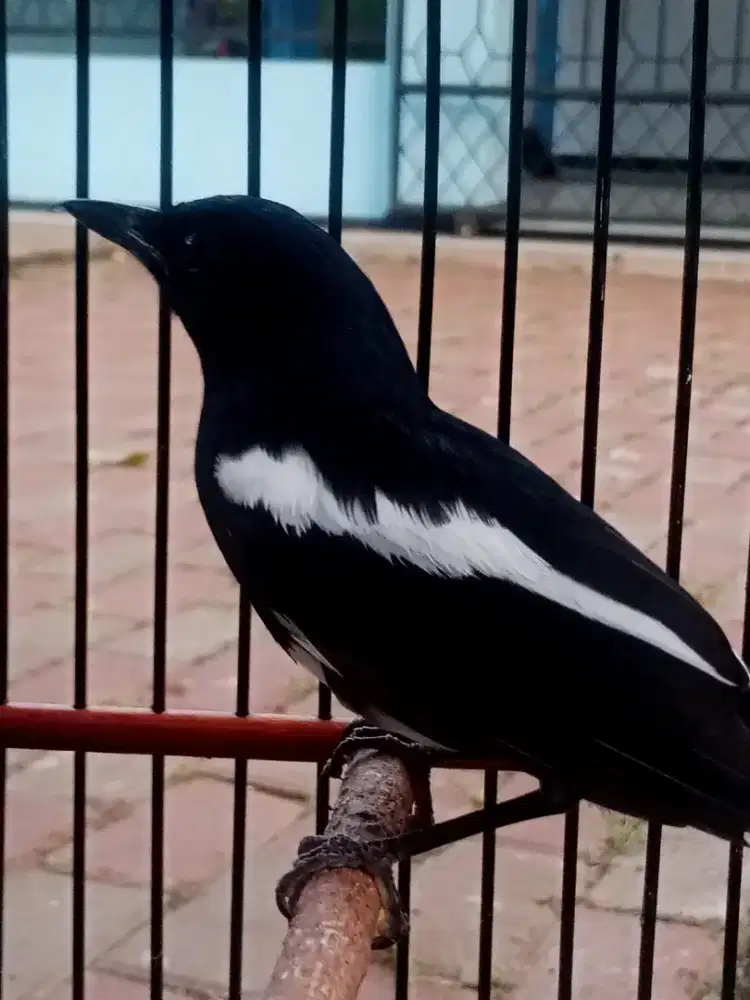 Jual burung Kacer dan kandang y