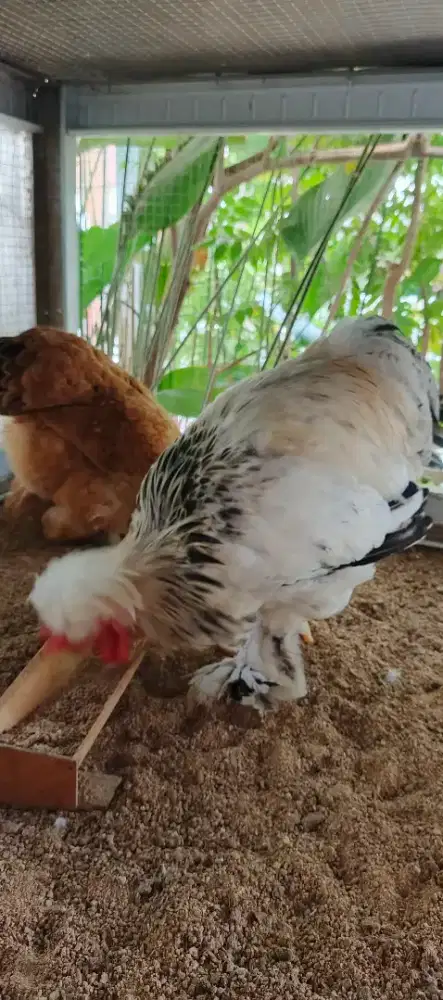Sepasang ayam brahma umur 5 bulan